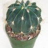 ferocactus_electracanthus